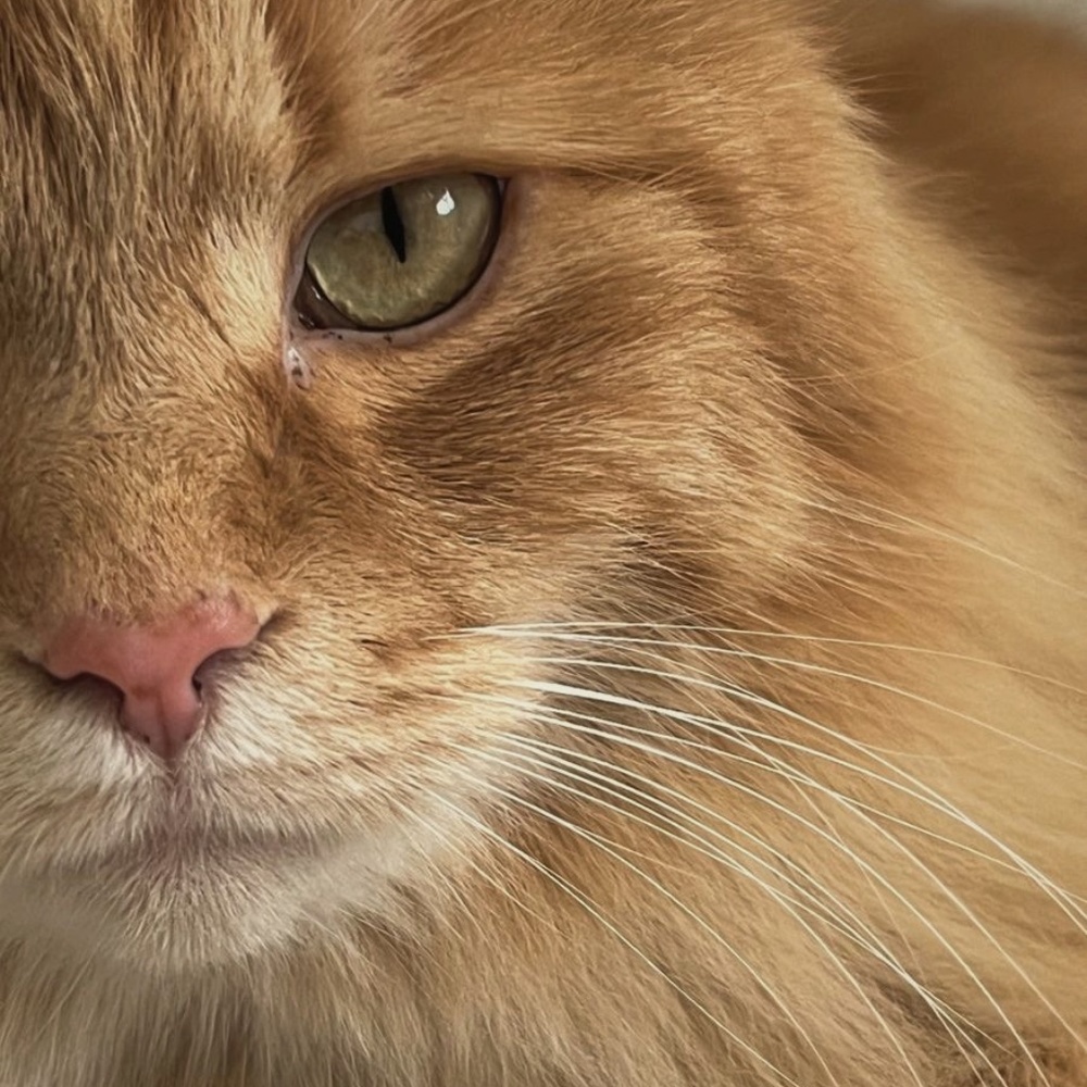 Meet your Posher, Min